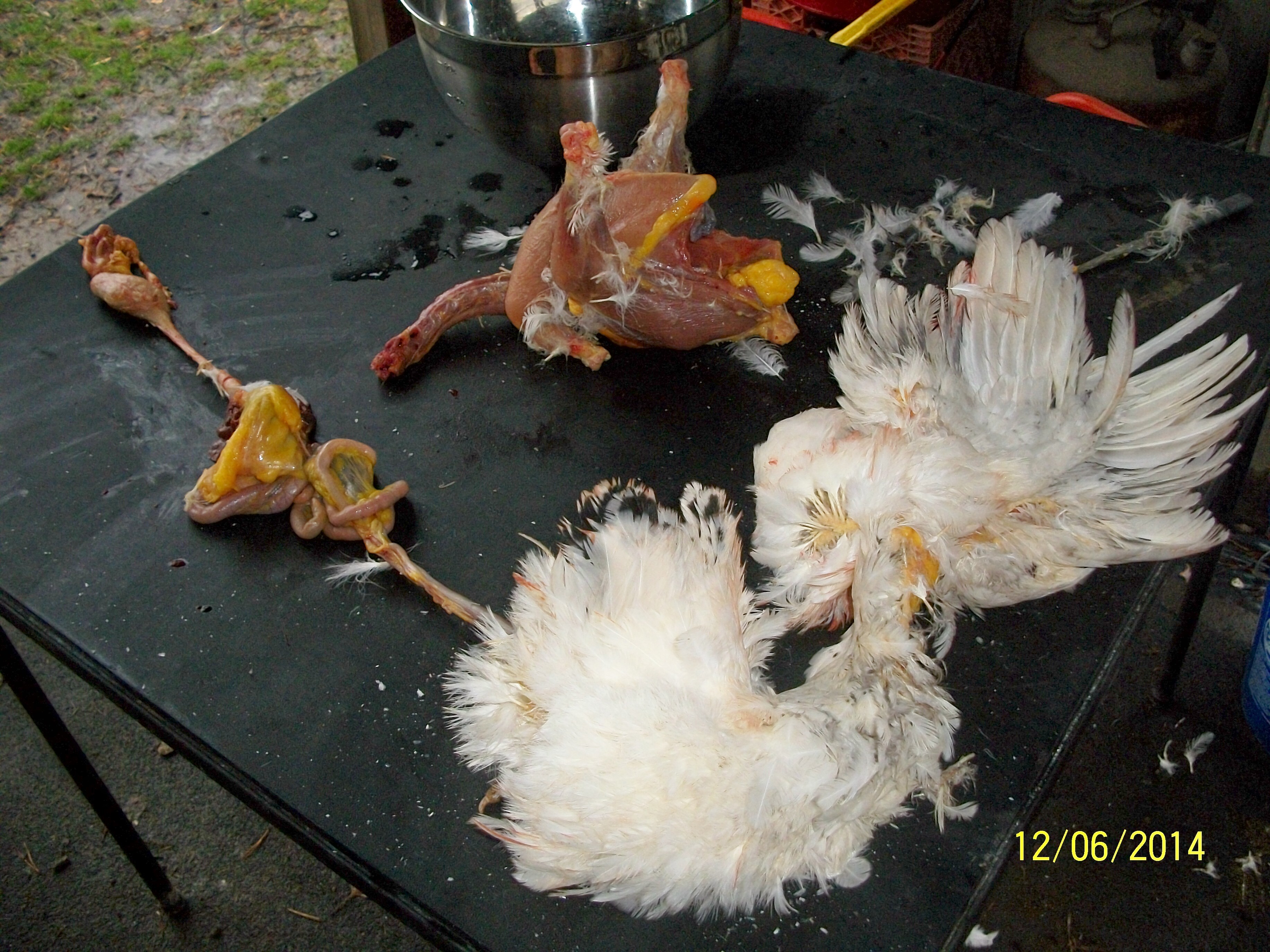 When done, the whole entirety of the alimentary canal and all accompanying organs are free of the bird and still attached to the skin.  The head and feet are still attached to the skin as well.