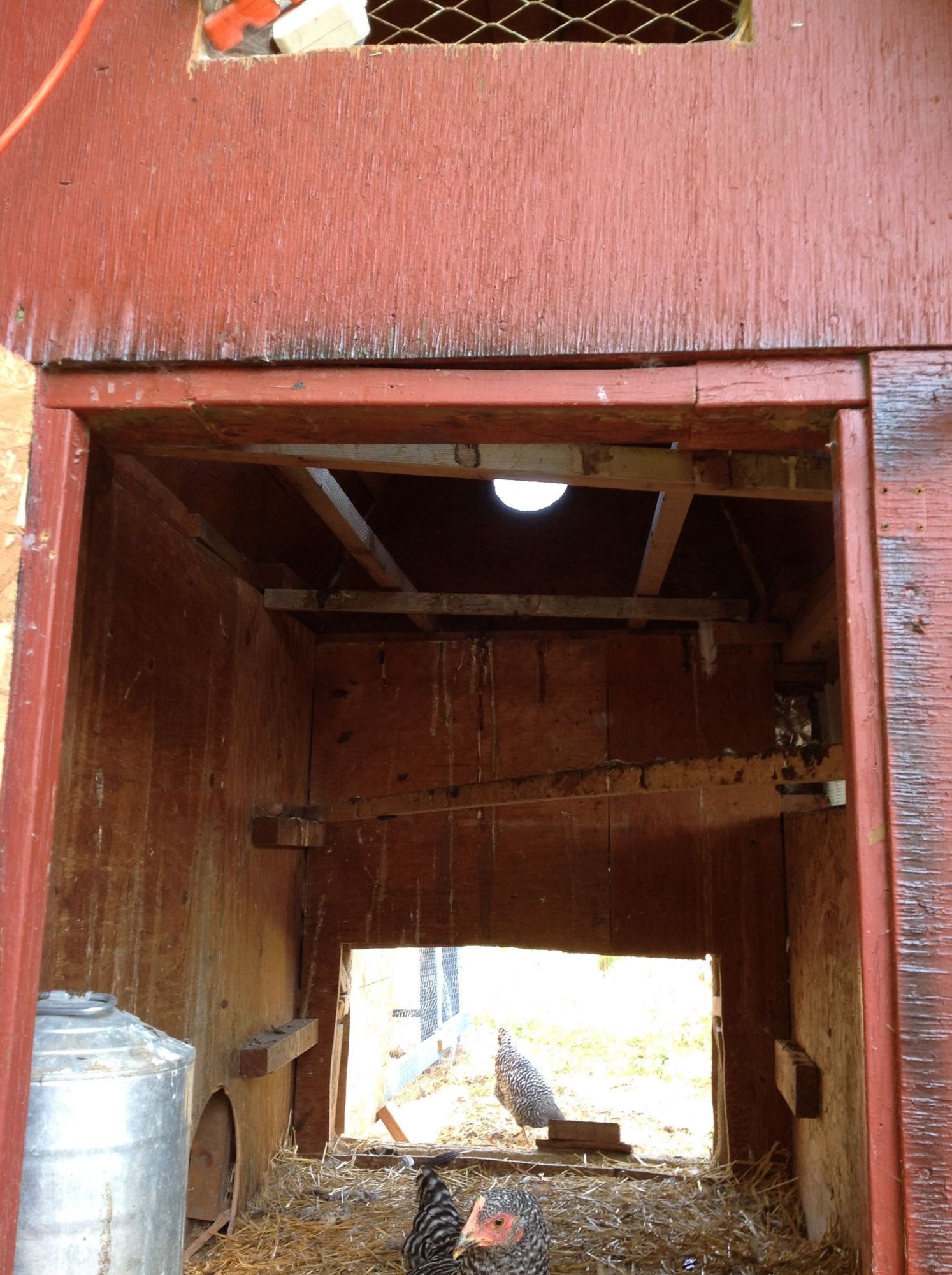 When everyone was younger they all roosted on the top roots in the coop. We maximized our coop space down the road in prep for laying and winter.