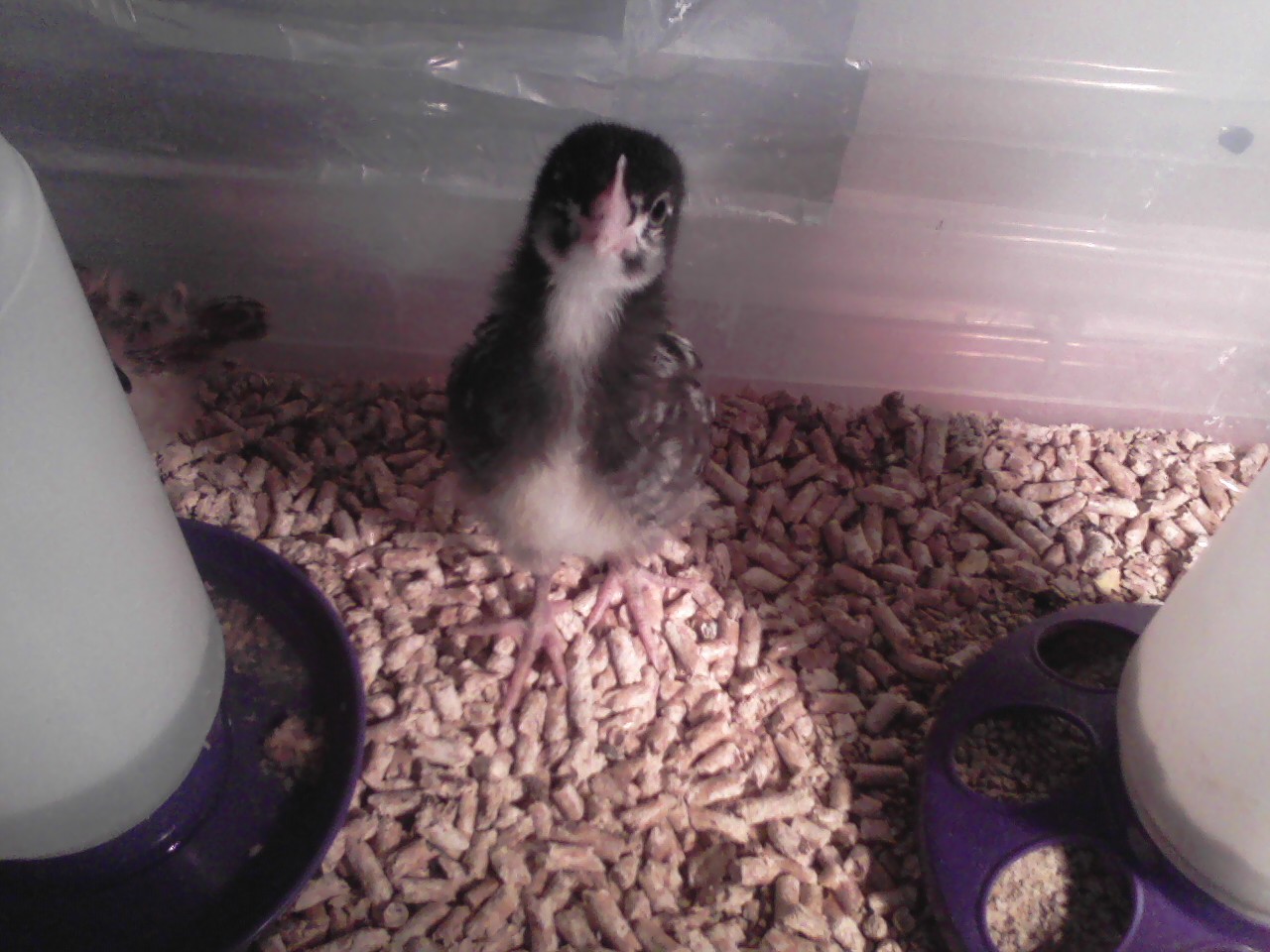 When I peek into the brooder, Katniss looks up at me, and then flies up to perch.  If I'm close enough, she'll fly up to my shoulder, and poop on me.