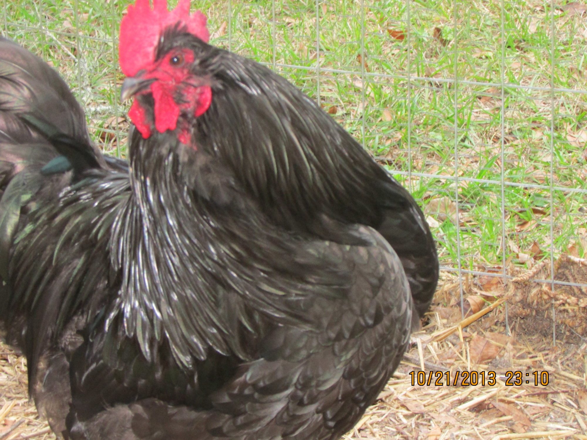 When the sun shines on him, and the dark hen they are beautiful, green feathers show up.