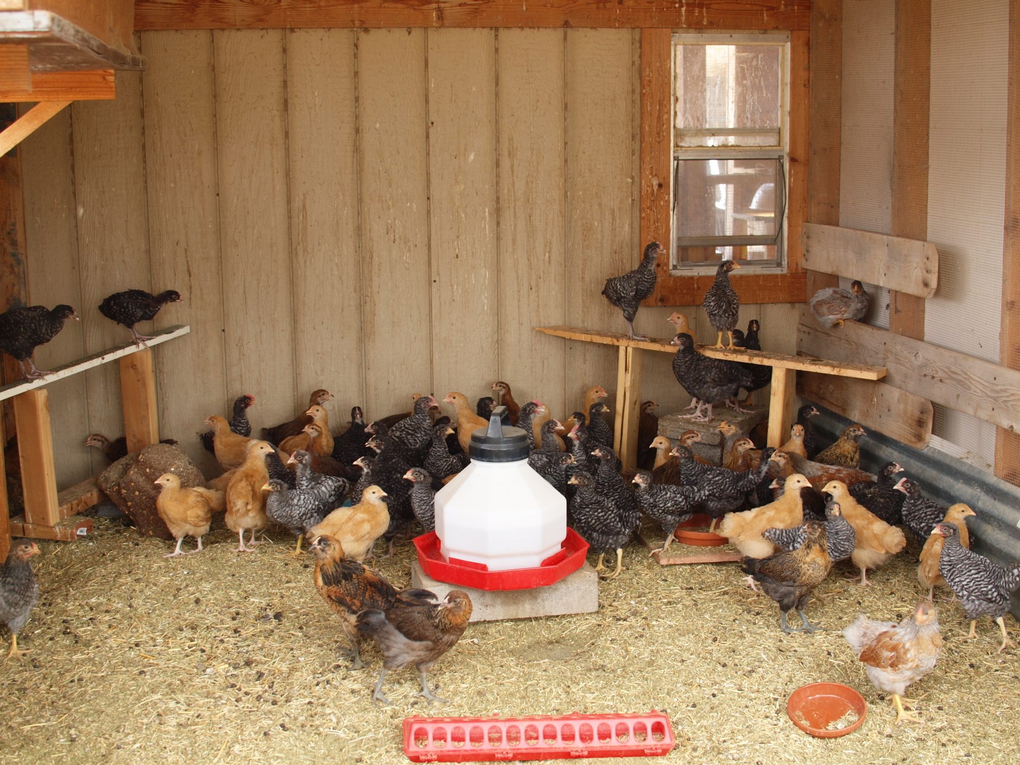 When they reach a larger size they are separated into both 8 foot x 16 foot grow out pens. From here they are given free range on 2/3rds of an acre.