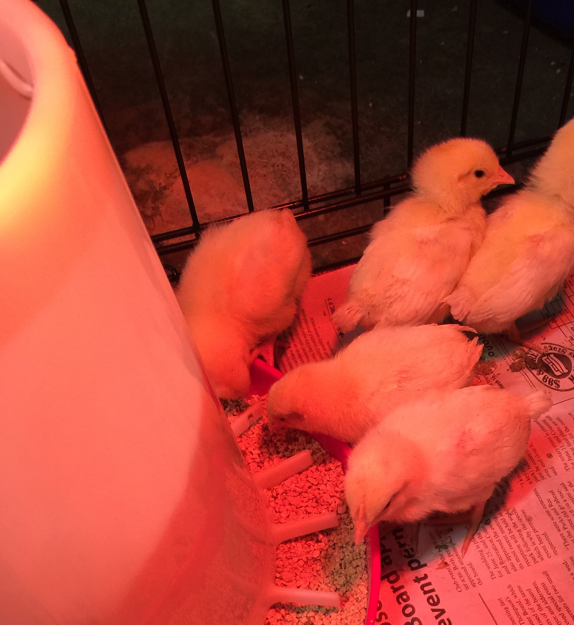 When they were 2 1/2 weeks old.