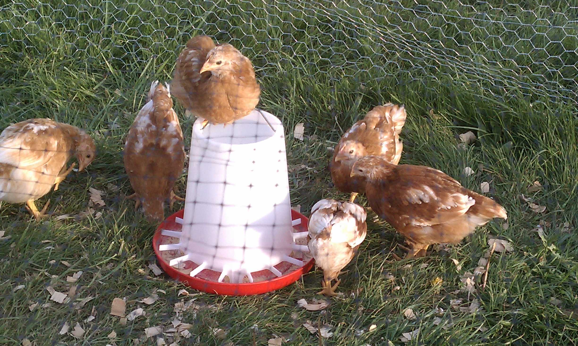 When they were a few weeks old