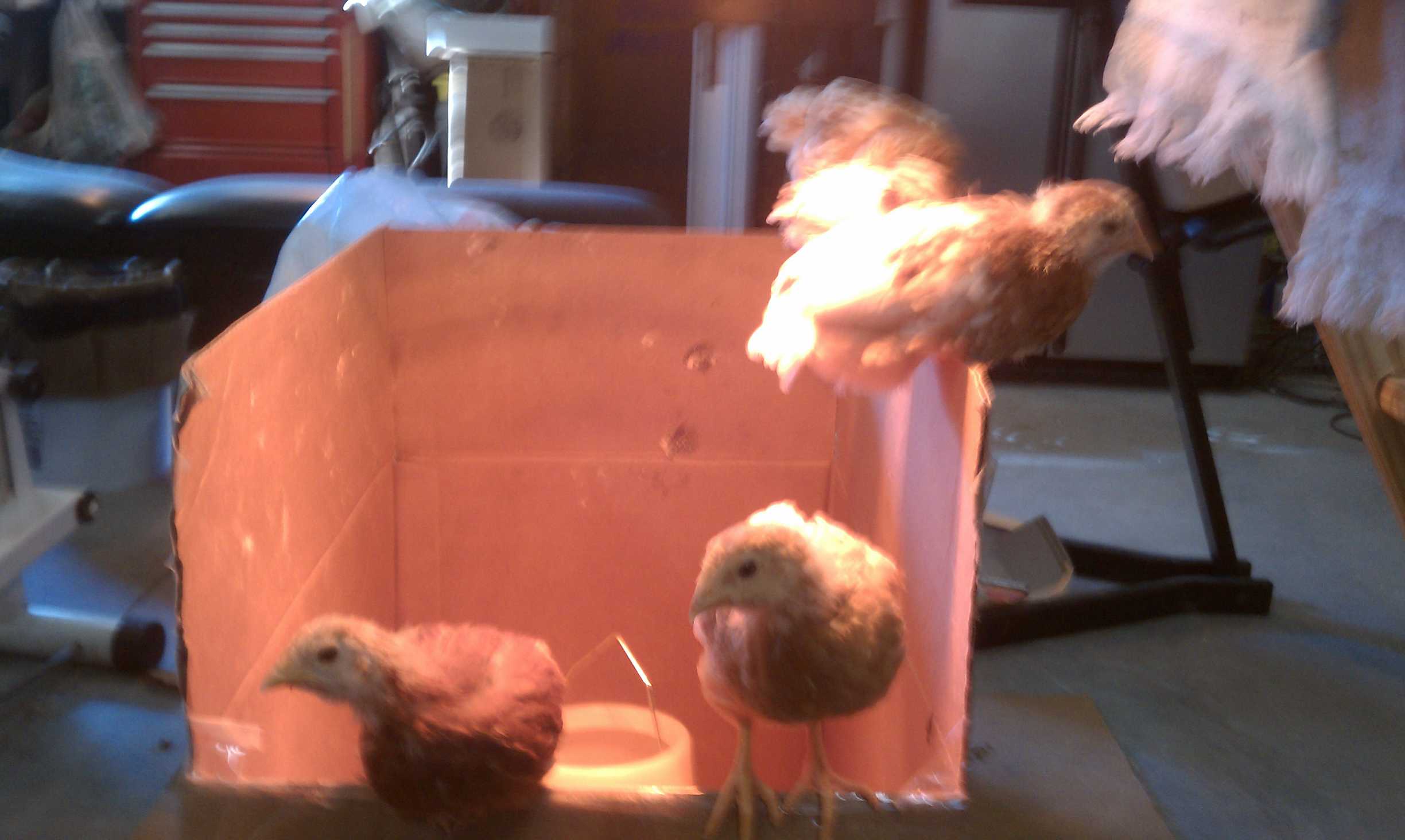 When they were still in the garage under the light