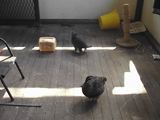 When we adopted the feral cat Zenith, she promptly had kittens. Wist considered these to be His babies and played with them daily.