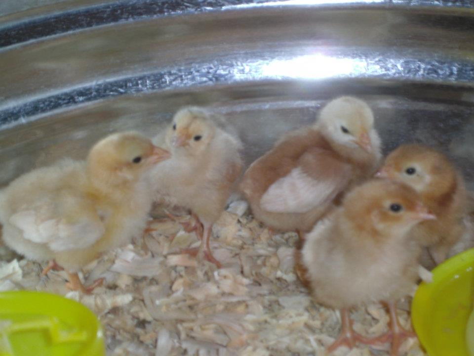 when we first brought them home =]