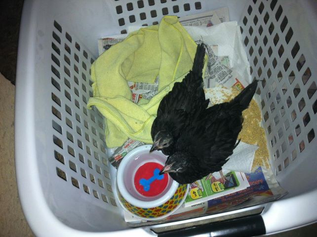 when we first got them.