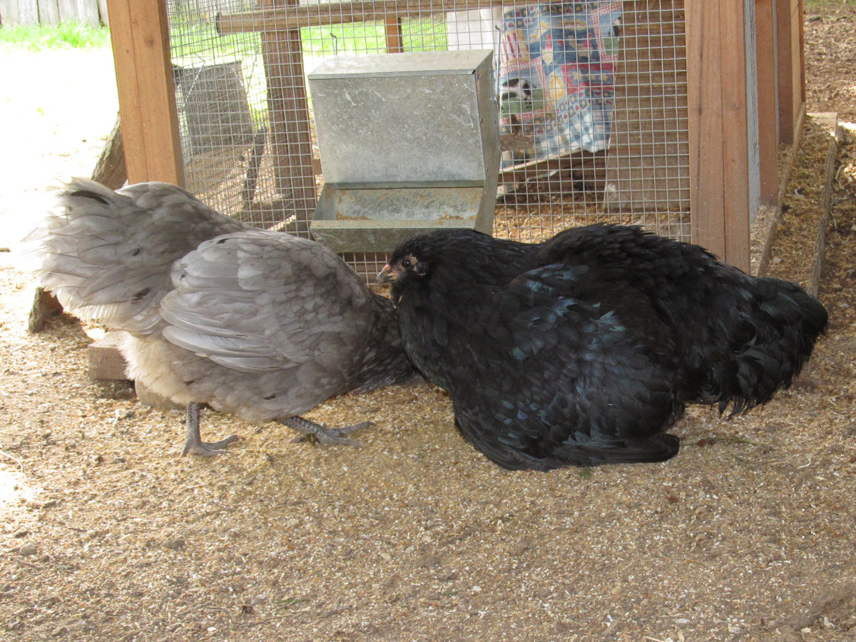 Where are the chickies?!?