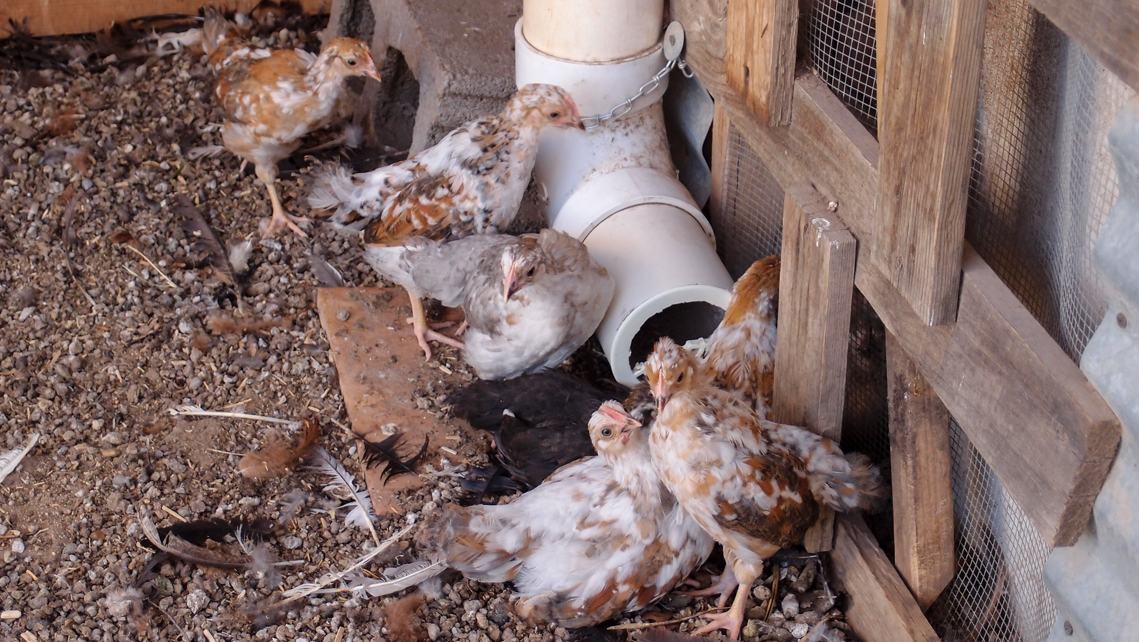 Where do the SFHs hang out? The feed chute, of course