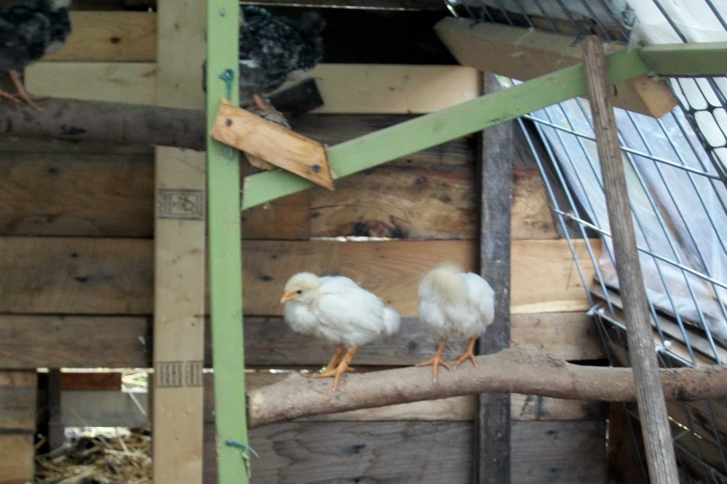 Where they should be roosting...and are not.