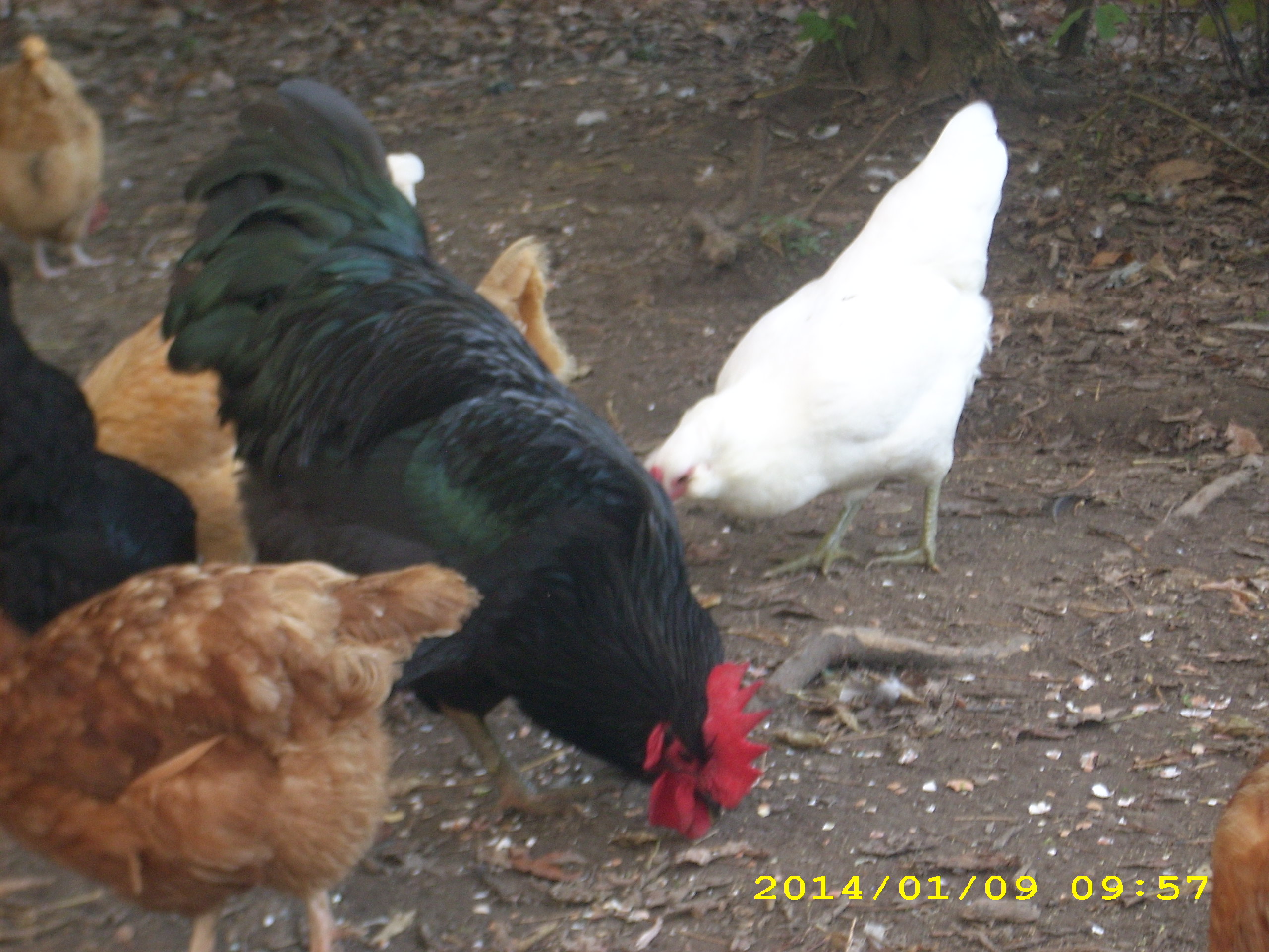 which is it please, Jersey giant or Black australorp.