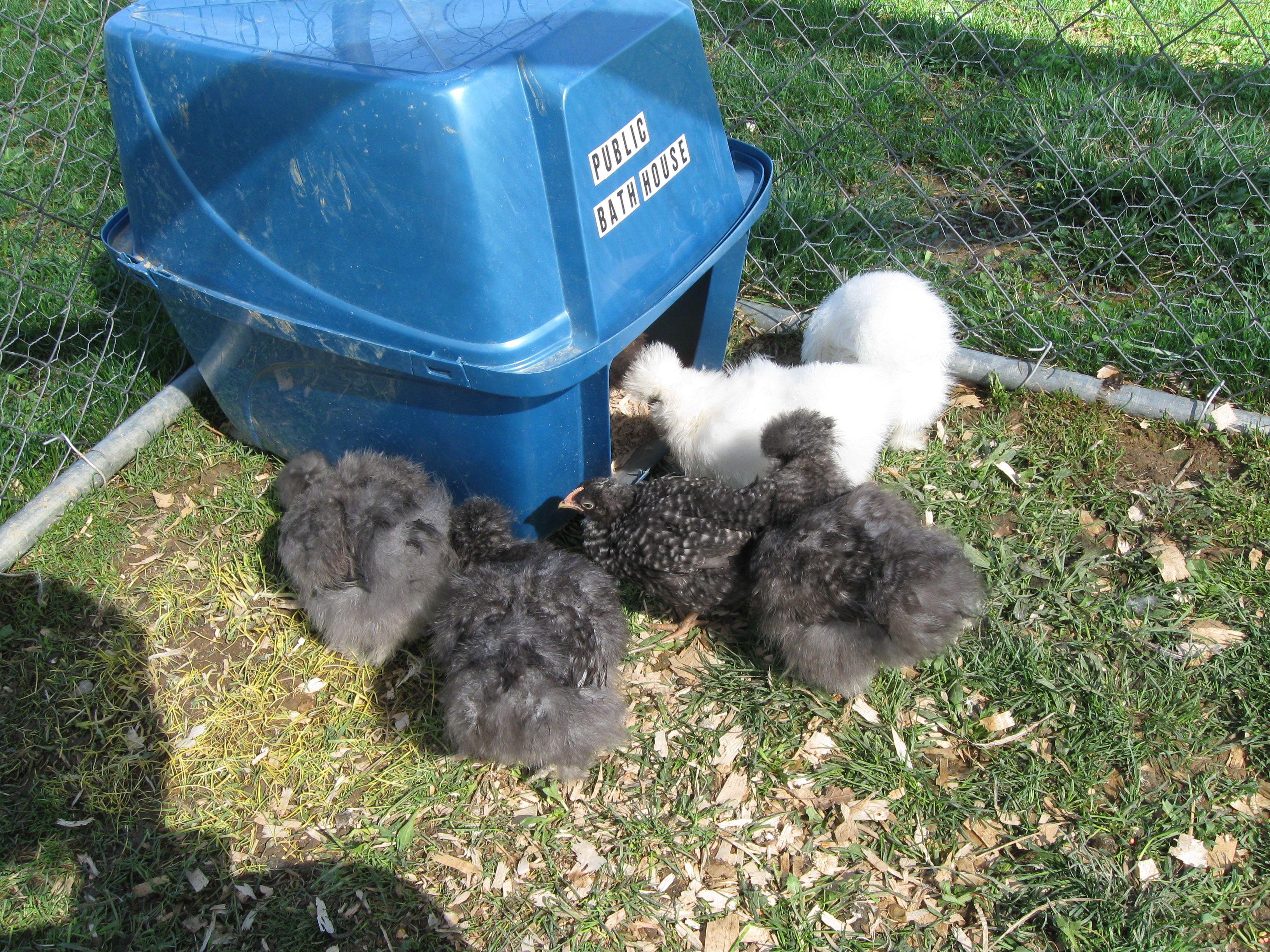 Which of these chicks is not like the others?