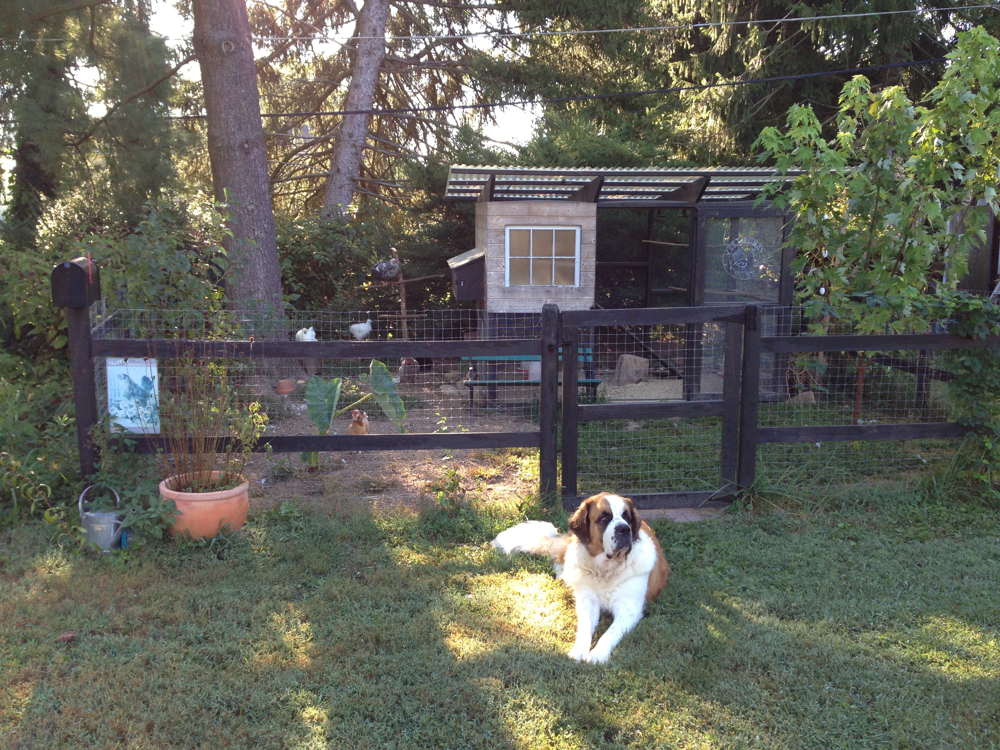 While Flurina cannot be trusted not to give chase to one of the girls once in a while, she knows where her favorite treat comes from and is willing to wait patiently.
