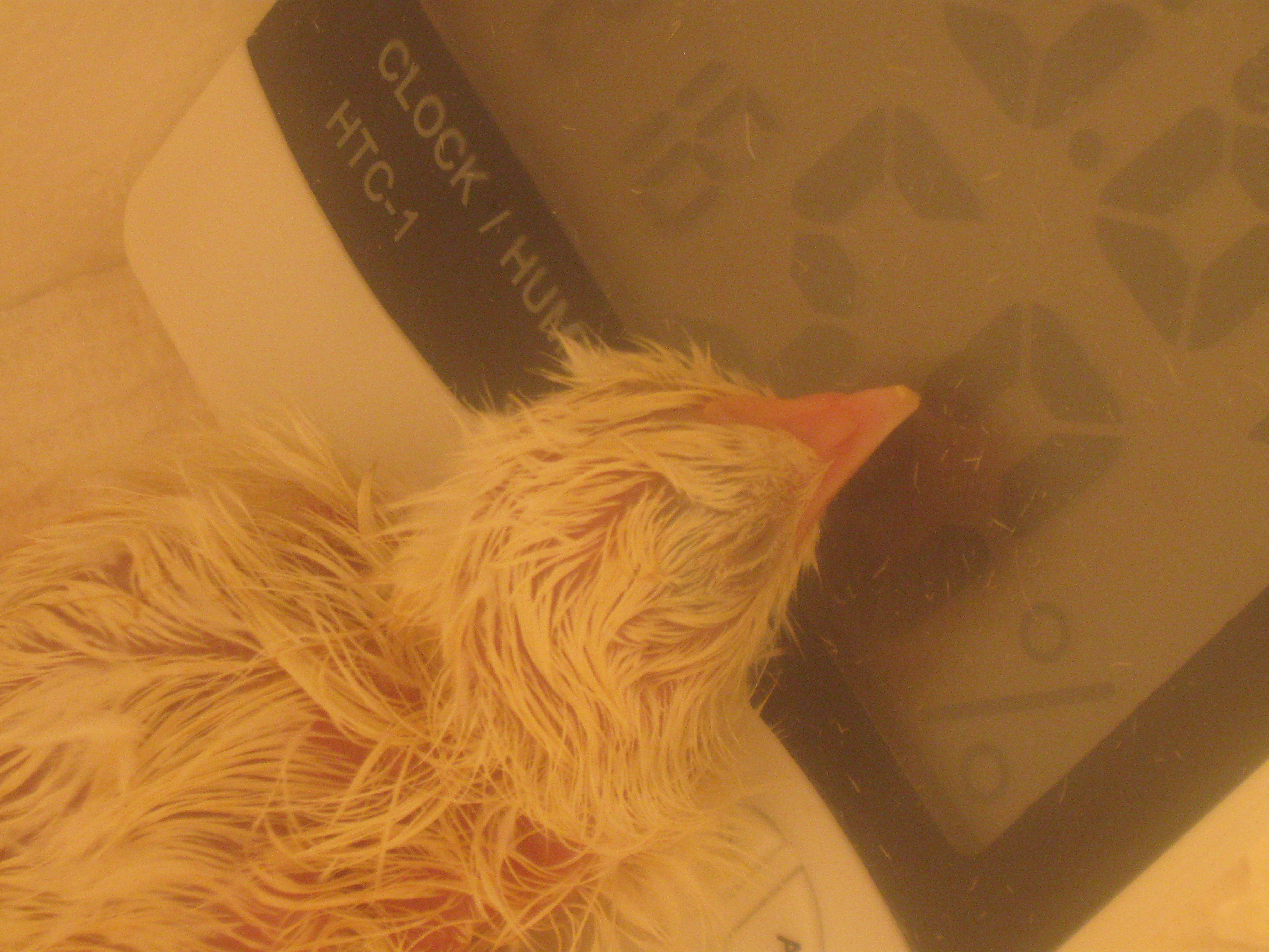 While in the incubator, the chicks were facinated with the numbers!  They learned to count and informed me that the humidity was a bit low...