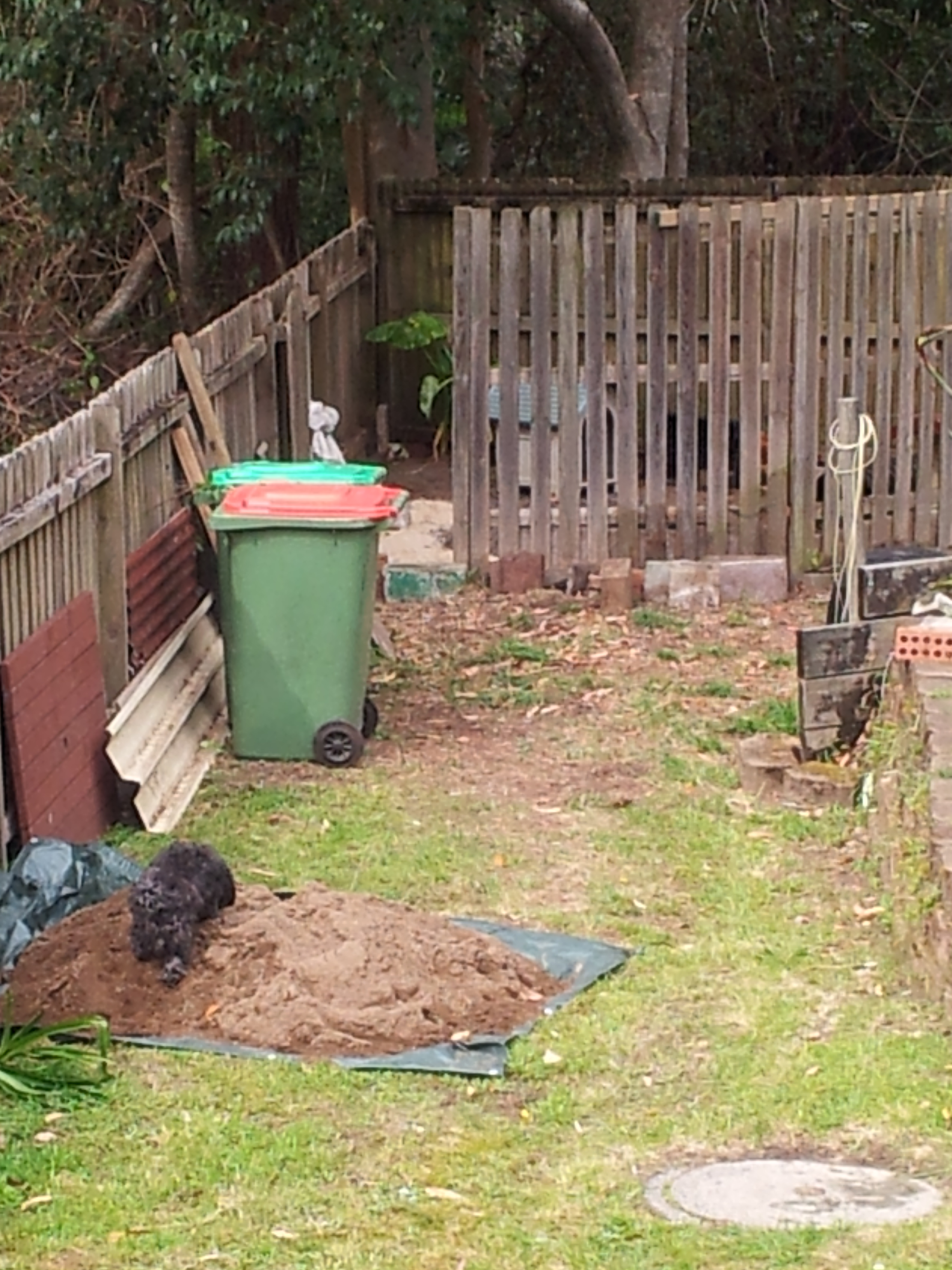 Whilst clearing the coop area to fix it up we found a couple of small snakes (Dwarf Crowned snake) living there. We have relocated them well away from the coop but I am well aware that we have Red Belly Blacks in the area as well, along with the Dwarf Crowned snakes. I am hoping that by making sure that there are no eggs left lying around this will reduce the risk of snakes in the coop.