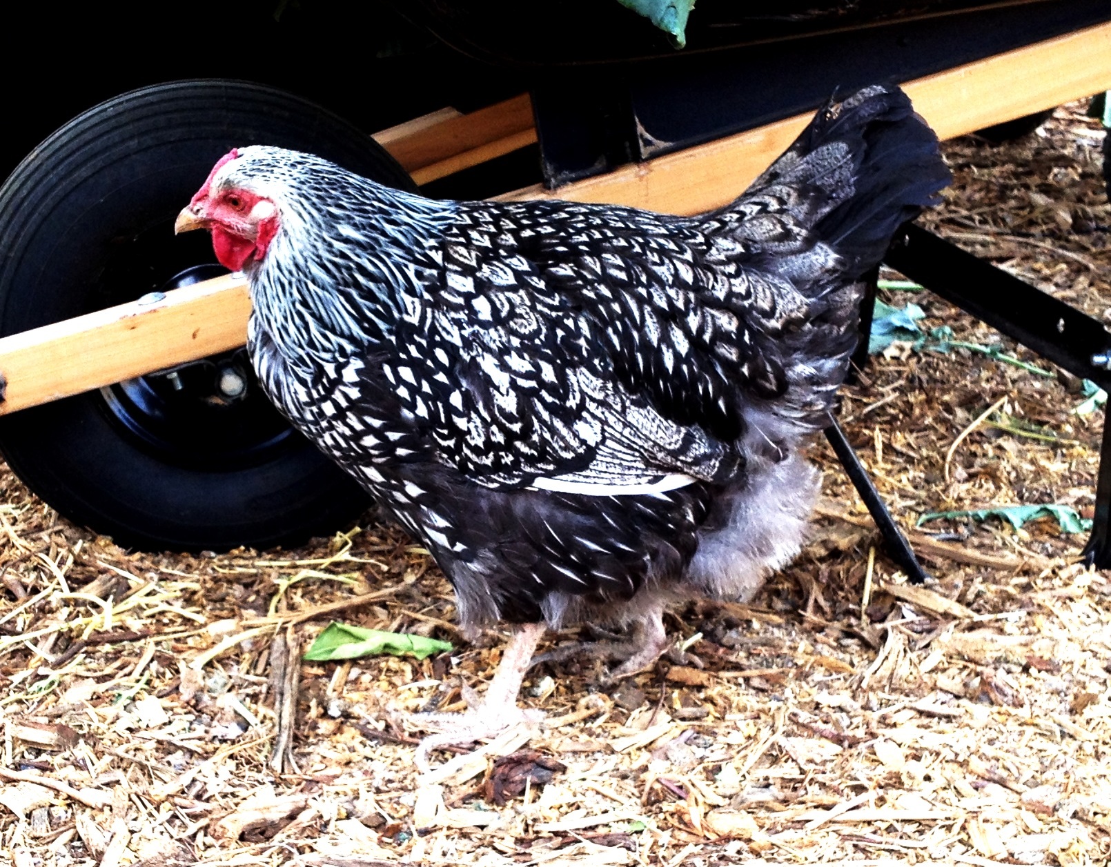 Whinny, 11/11/2013
It was her time.  Was egg bond.  Had 2 rotting eggs, no idea how she was still alive.