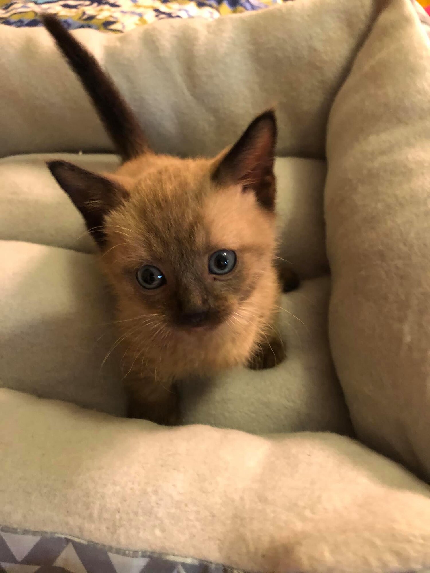 Whippoorwill’s Voodoo