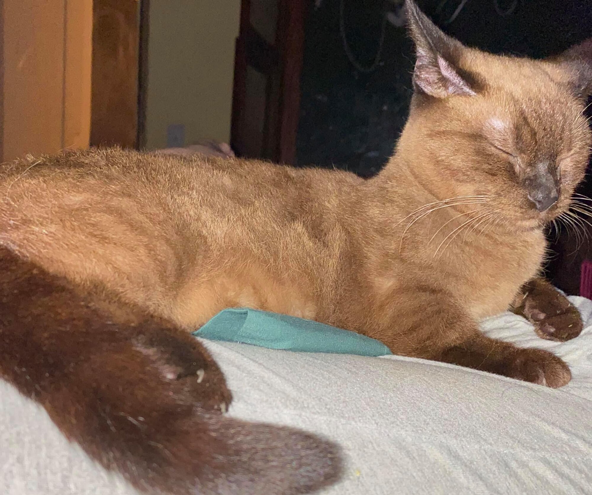 Whippoorwill’s Voodoo