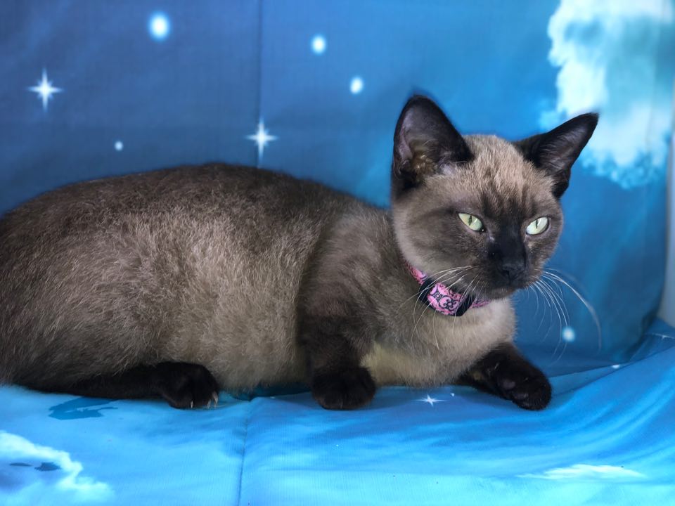 Whippoorwill’s Voodoo