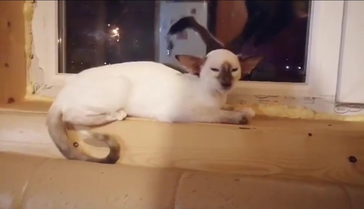 Whippoorwill's Hell's Comin With Me