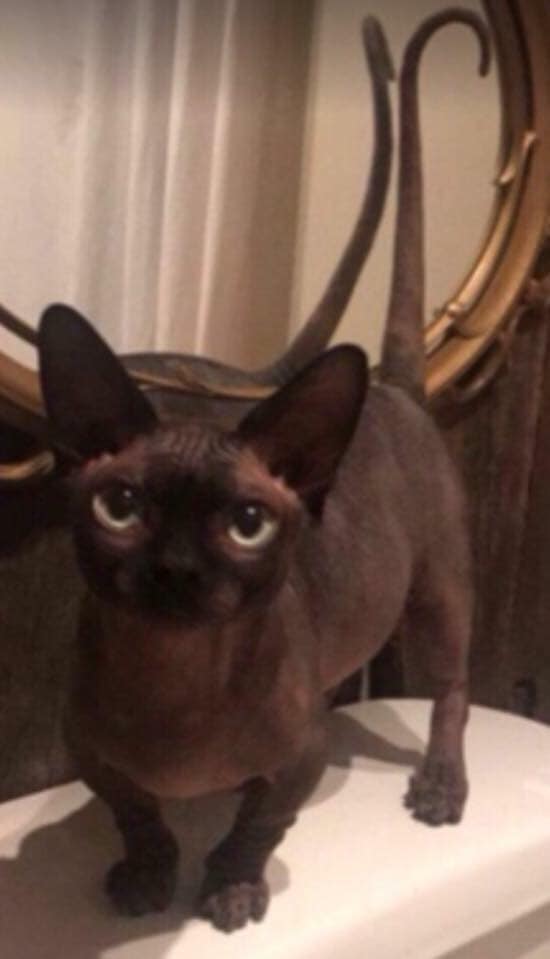 Whippoorwill's Salem