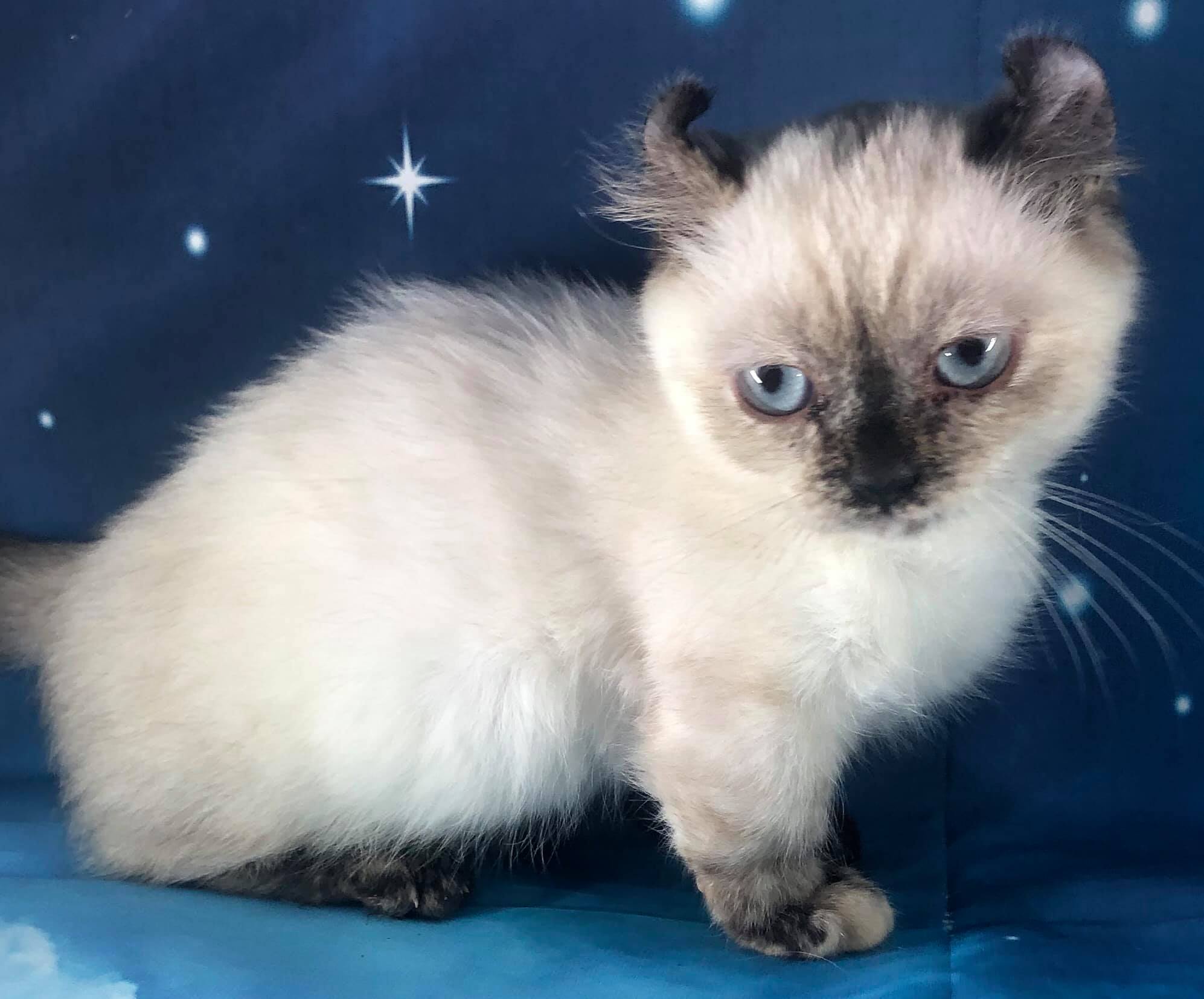 Whippoorwill's Wicca