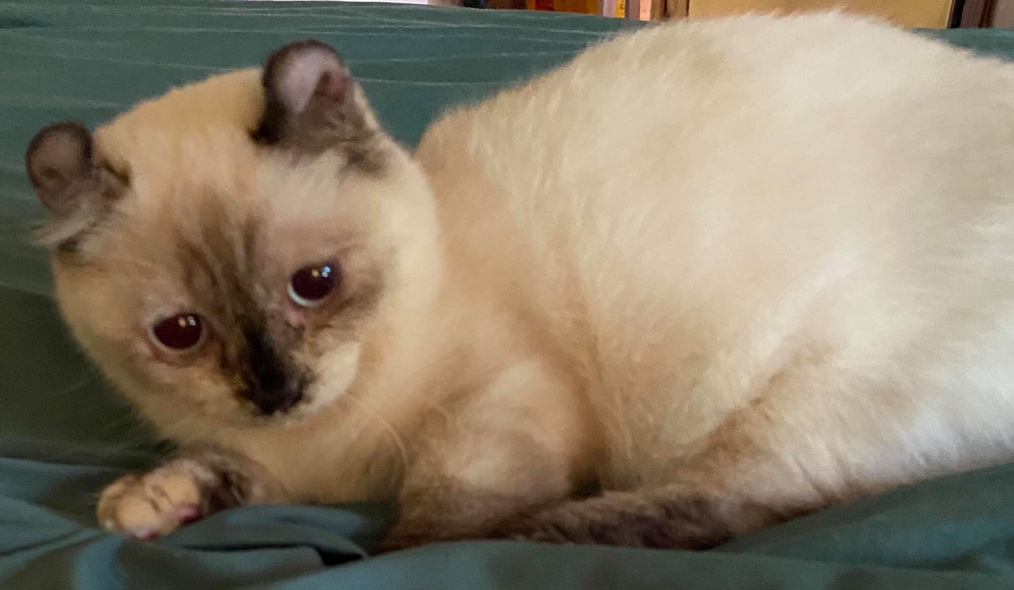 Whippoorwill's Wicca