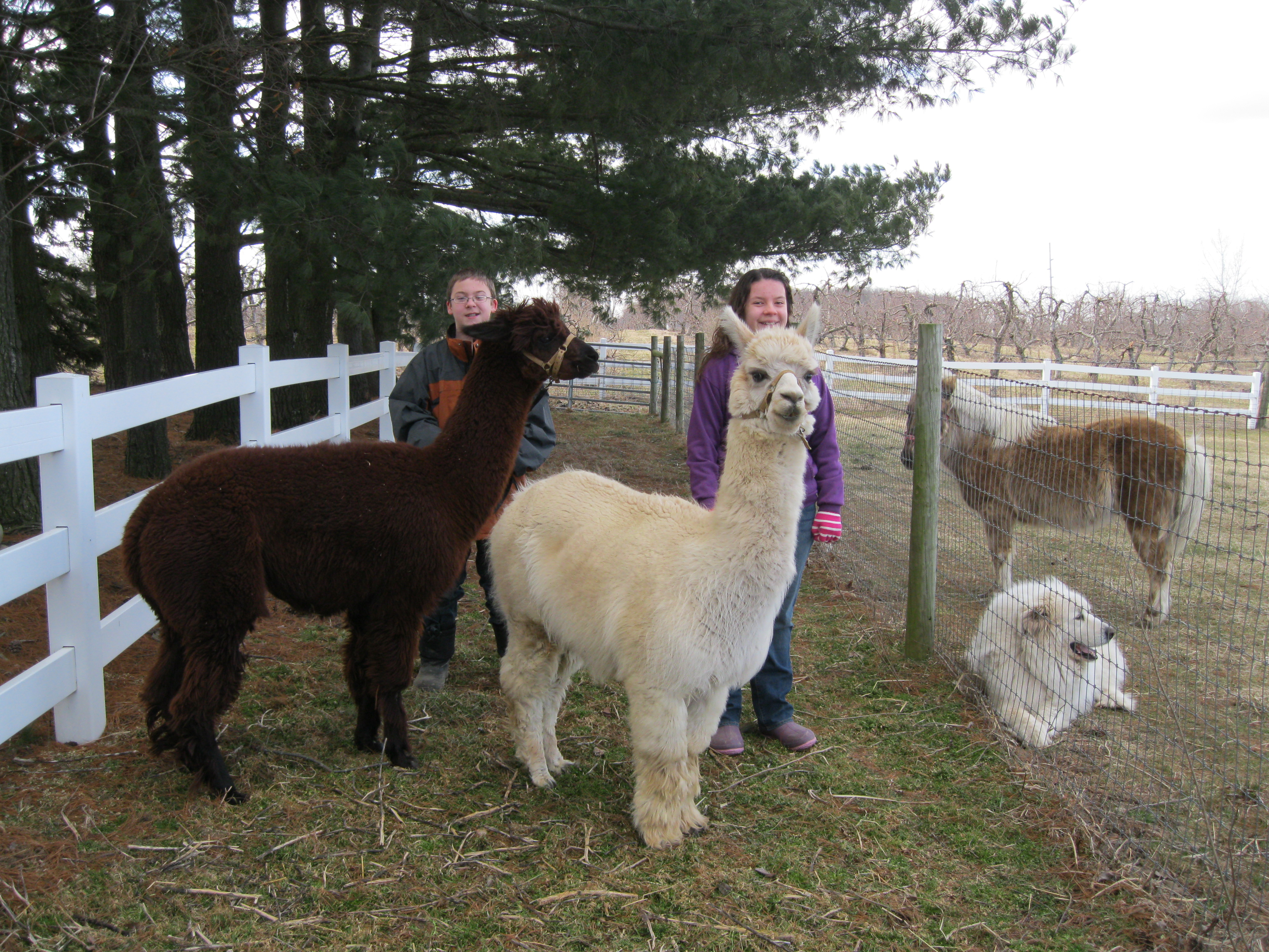 Whirly (left) & Tecumseh (right)