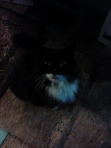 Whiskers, the fiercest cat ever. He's about 10 but still acts like he's 2.