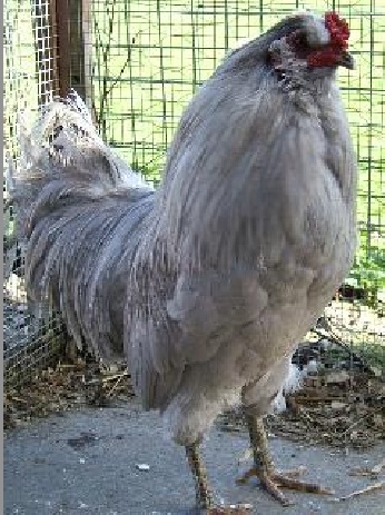 Whistler our rooster