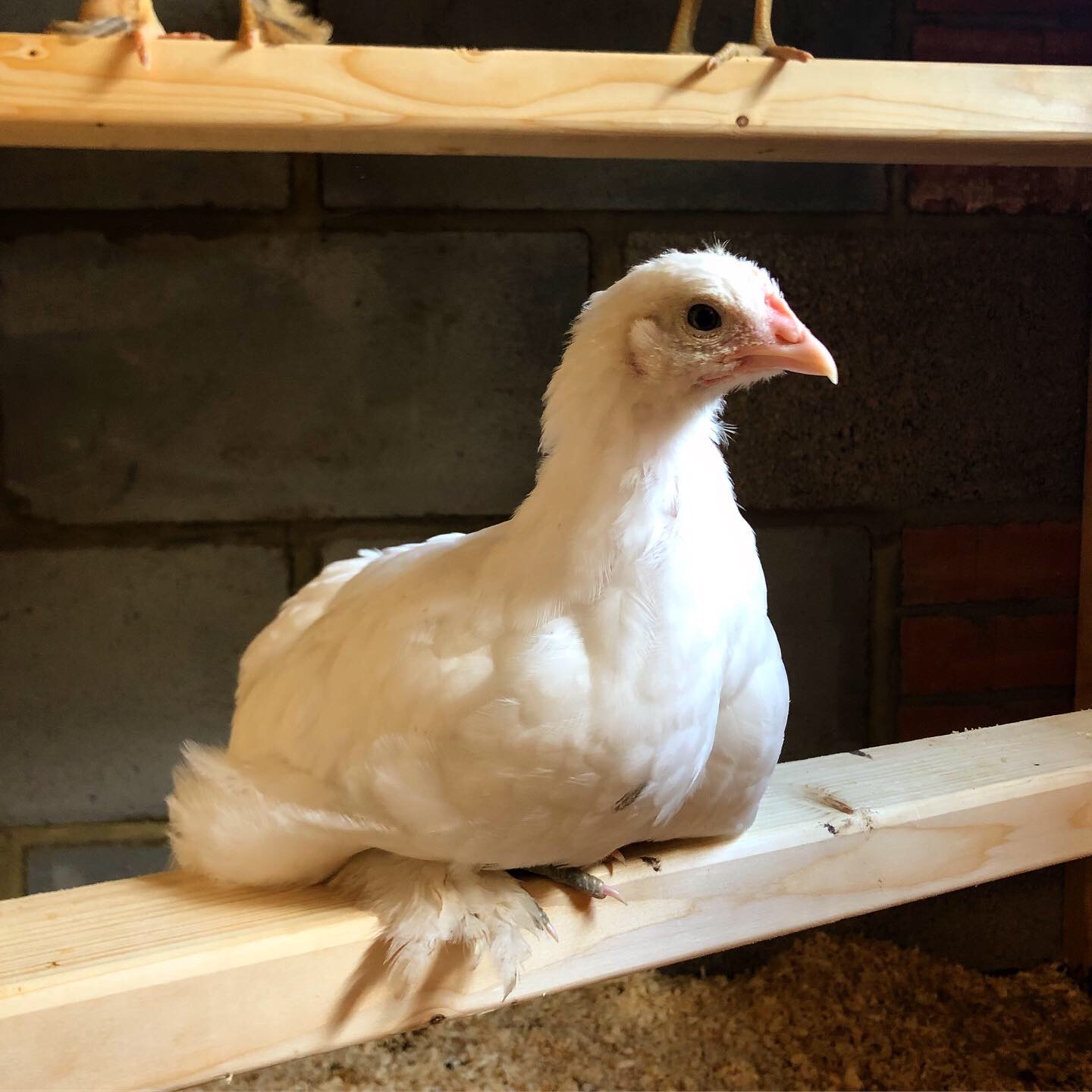 White (2 months)