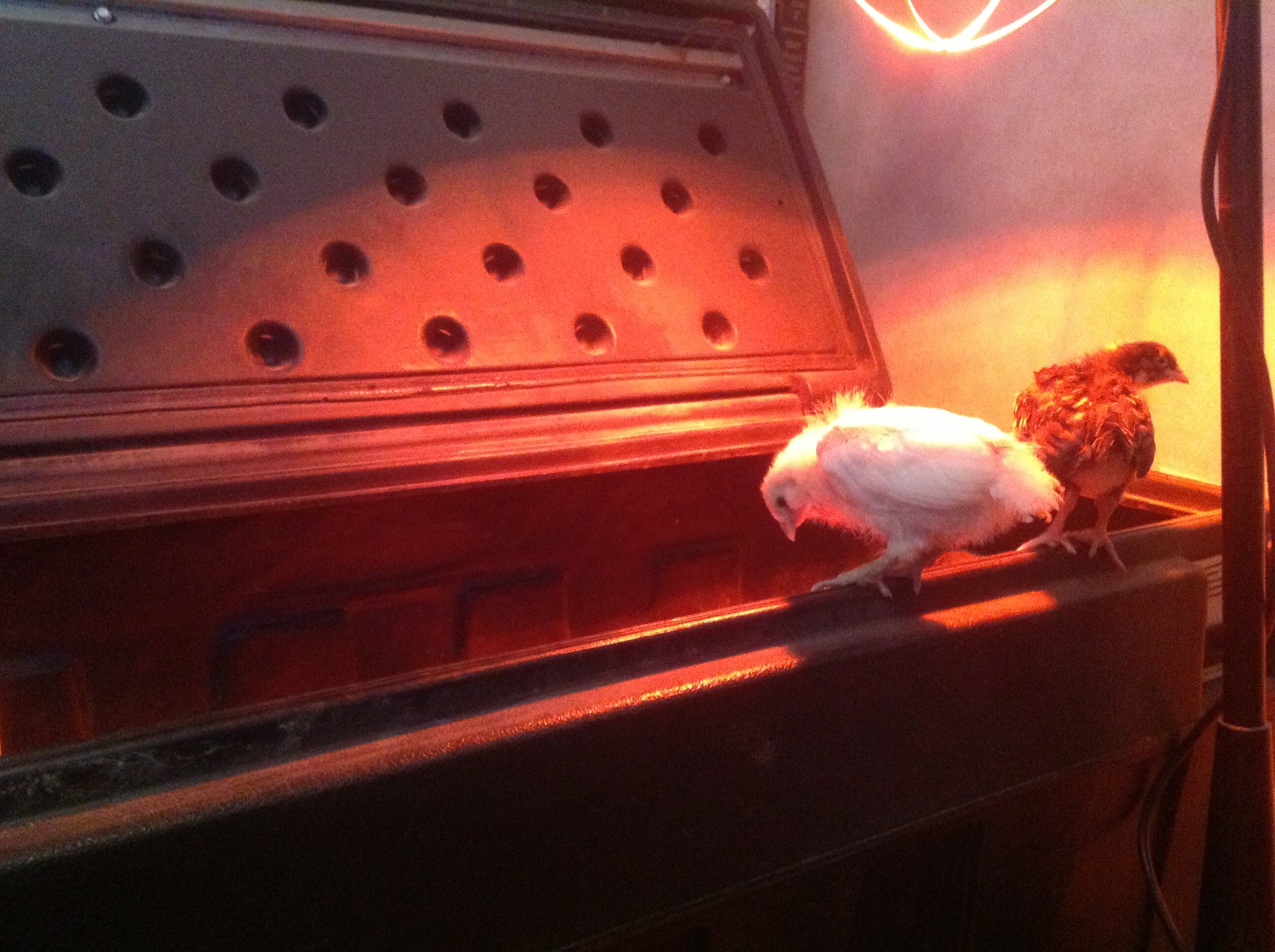 White Ameraucana 2wks