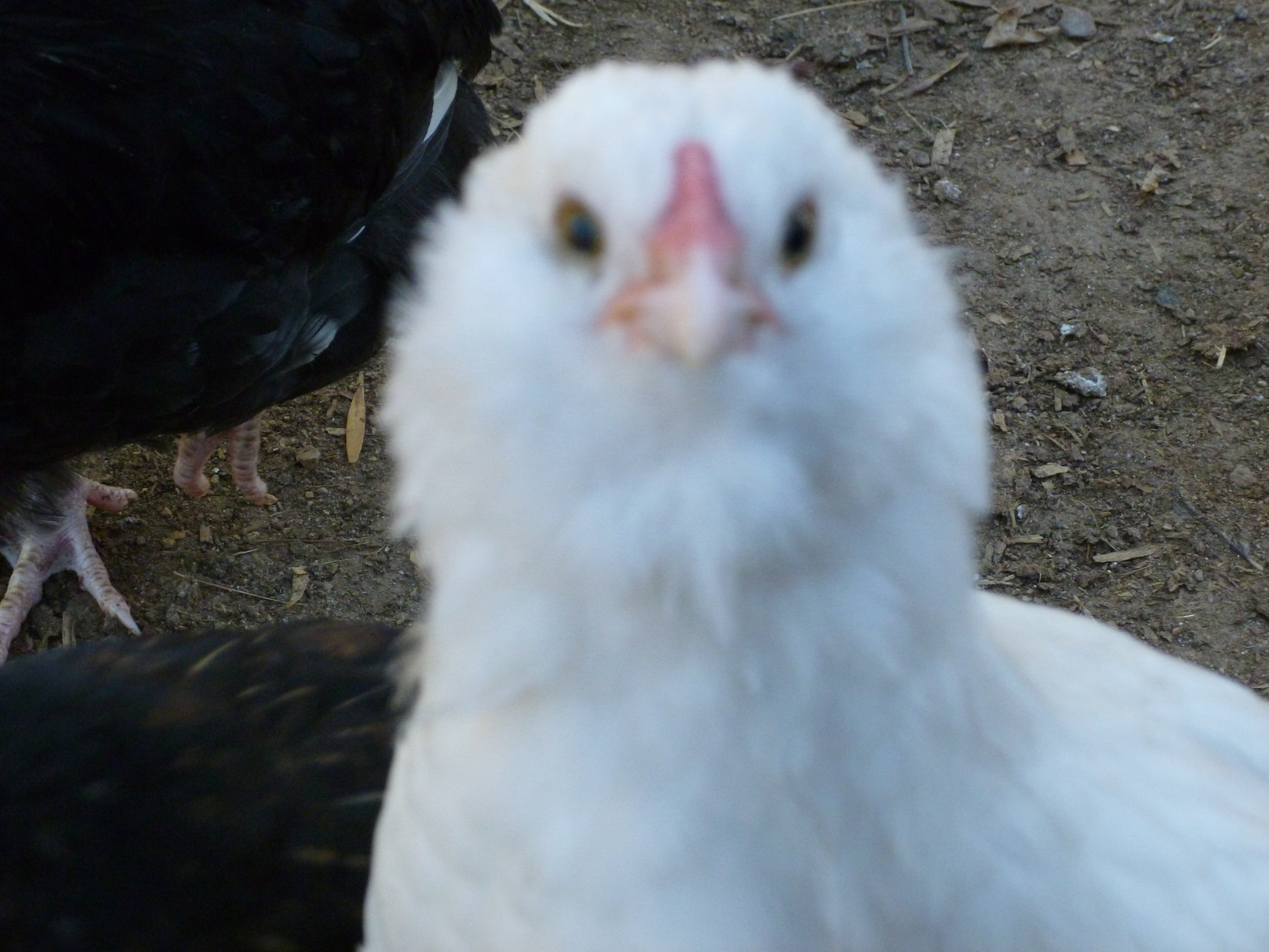 White Ameraucana chick