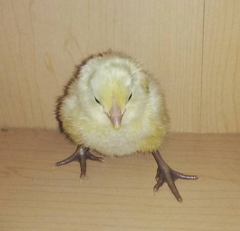 White Ameraucana chick