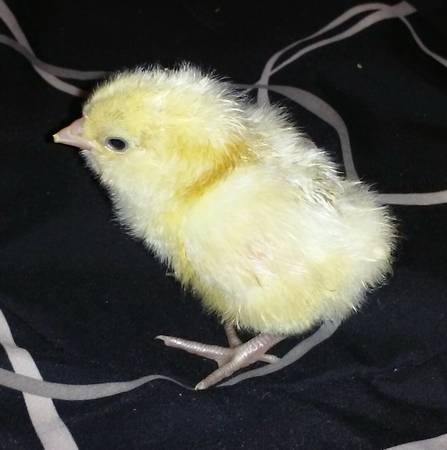 White Ameraucana chick