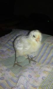 White Ameraucana chick