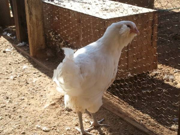 White Ameraucana