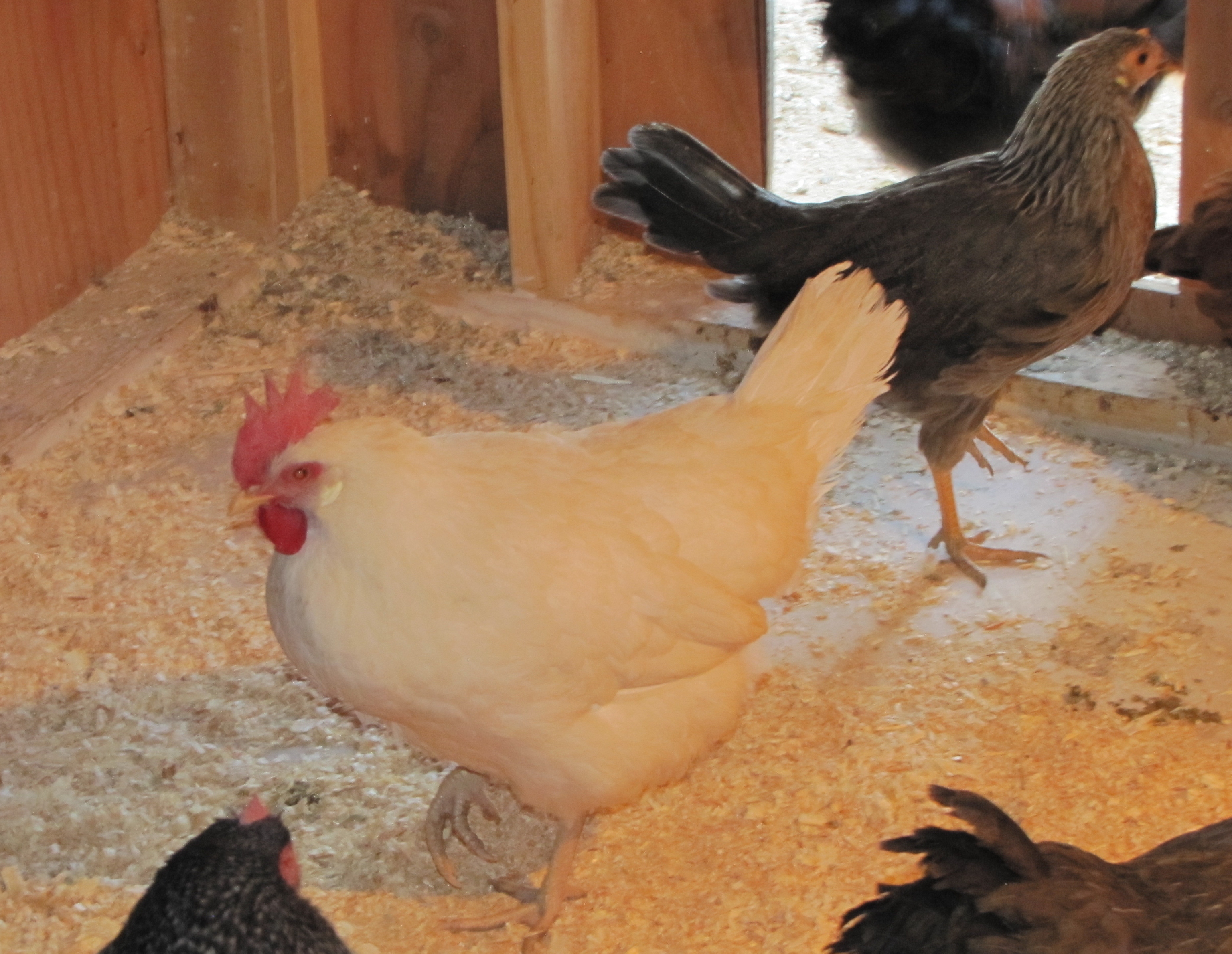 White and Silver Leghorn