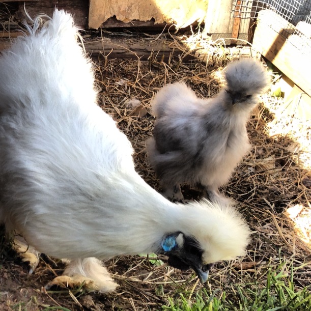 White and Splash Silkies