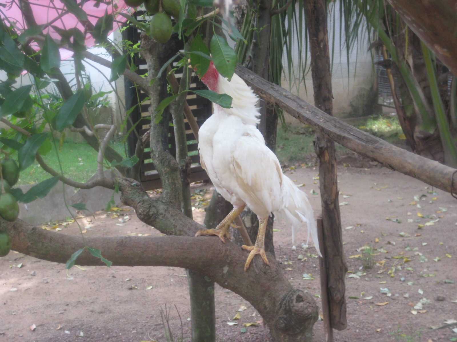 White Asil Rooster on tree