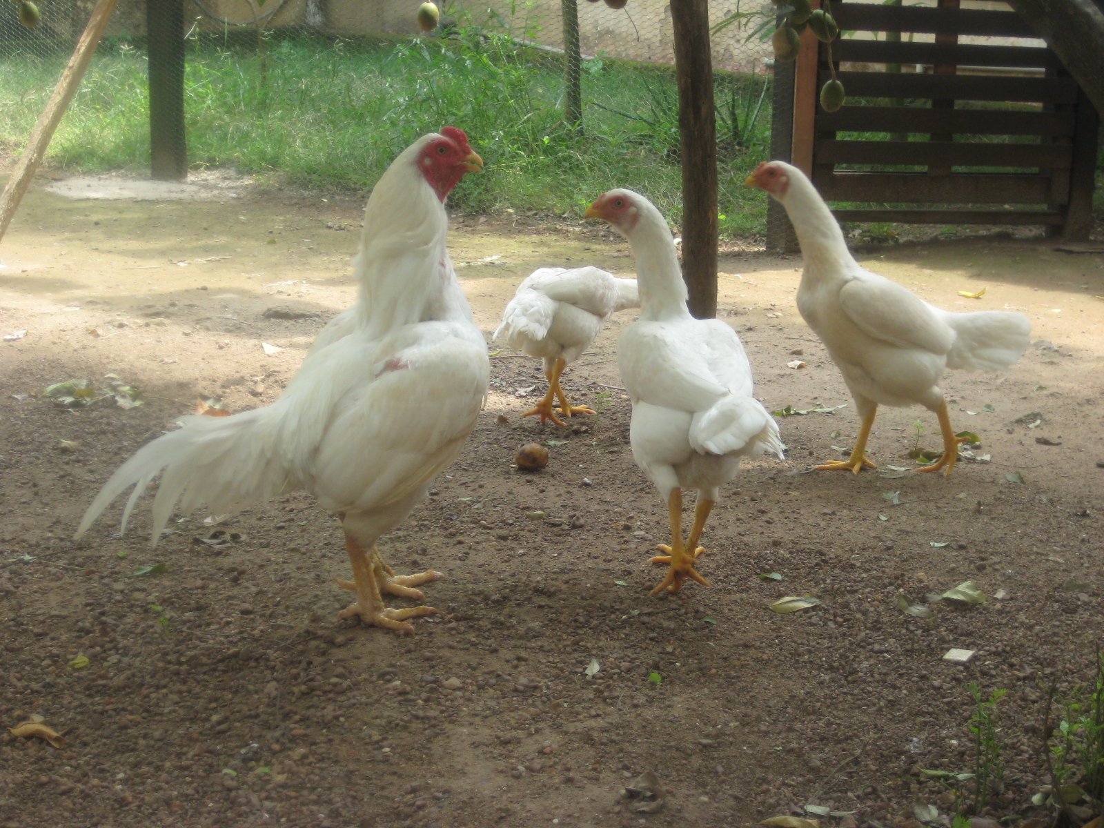 White Asil Rooster with Hens