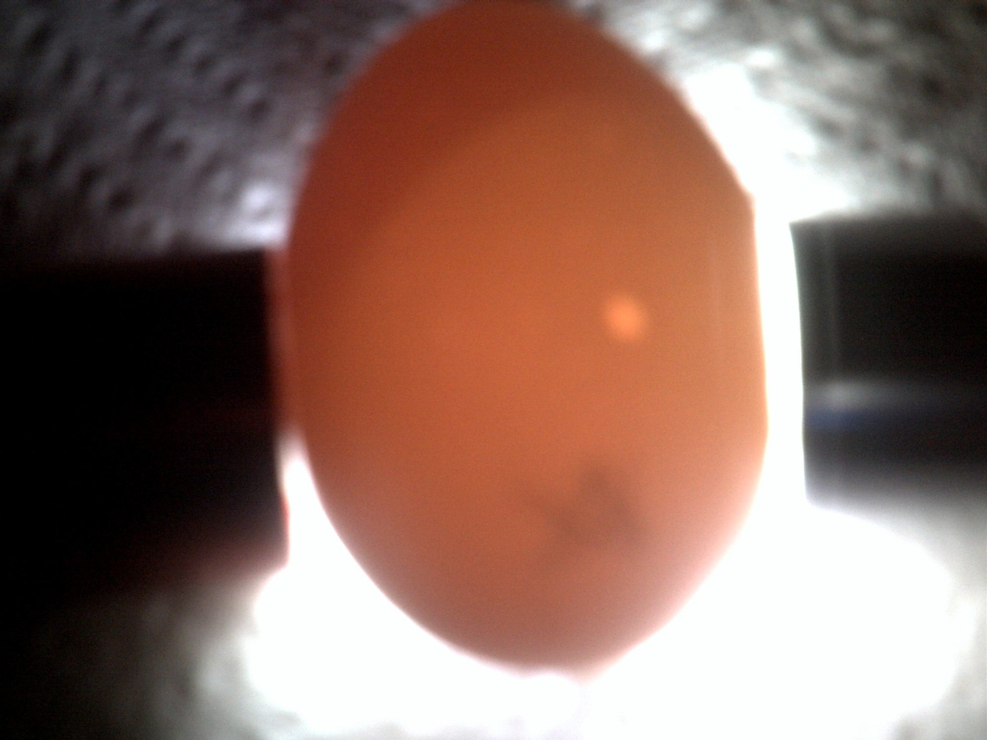 White bantam egg candleing Day14 nothing at all (no veins no movement) but huge air cell compared to the others