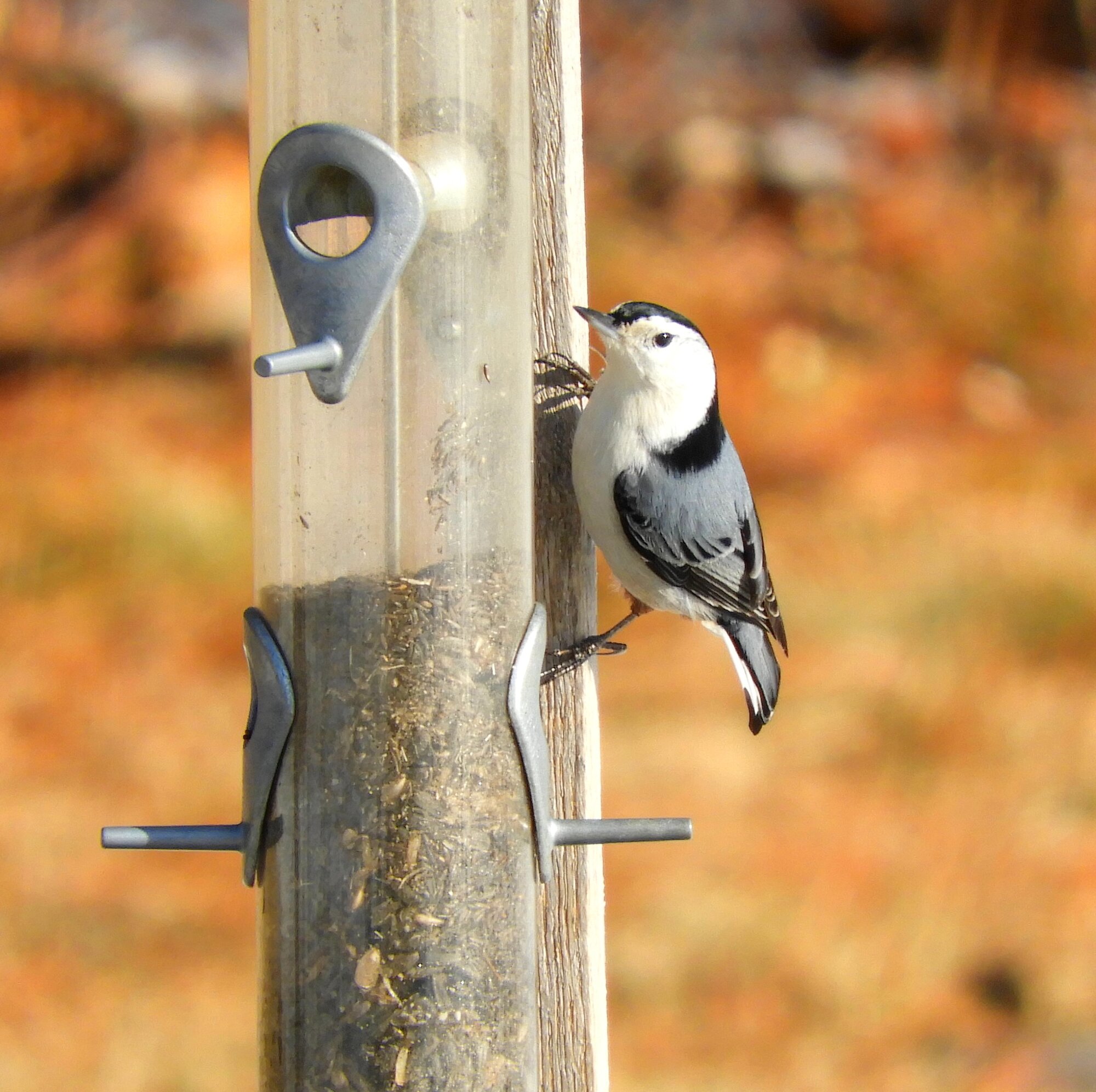 White Breasted Nuthatch