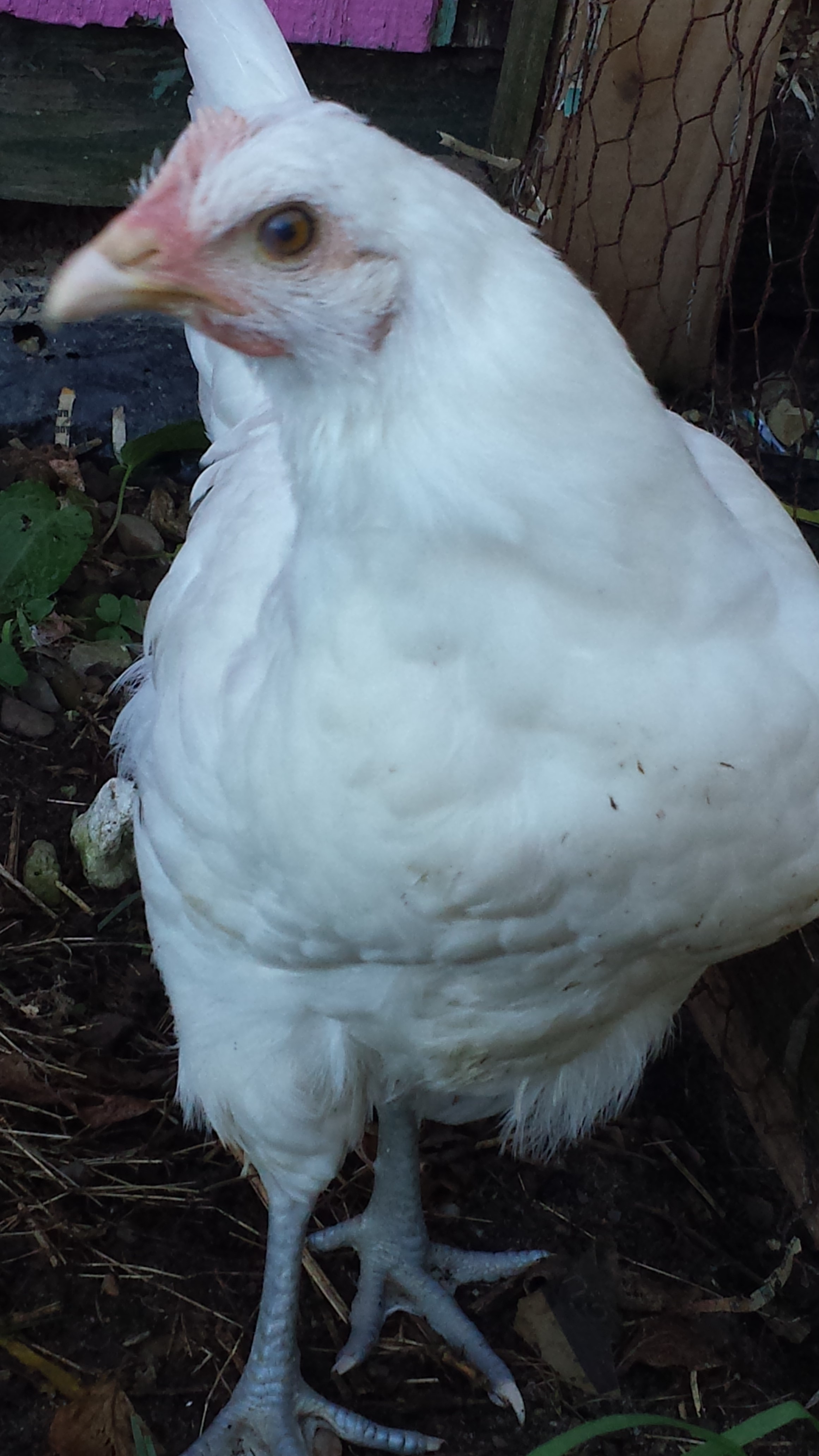 white breese 10 weeks old