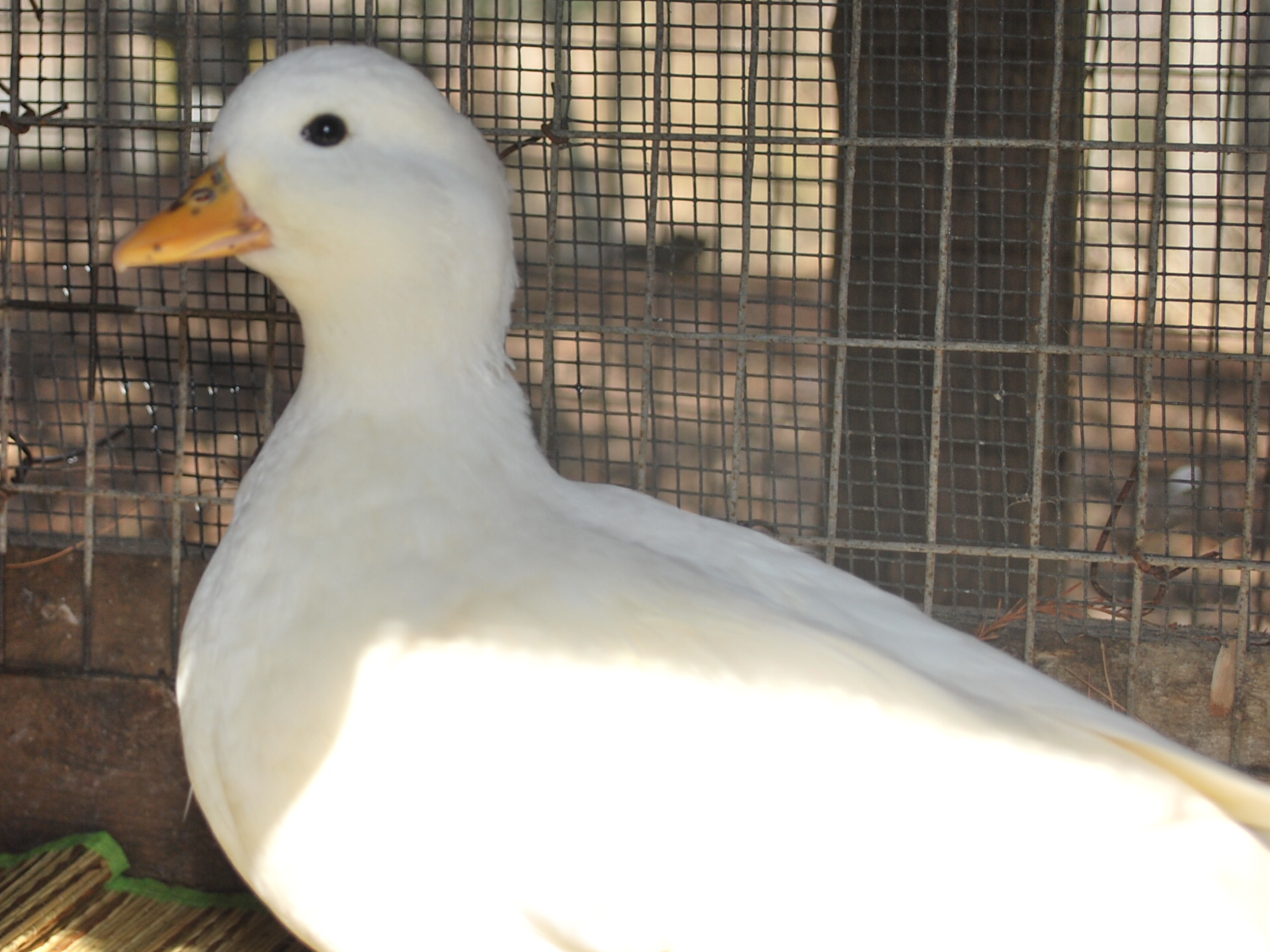White Call duck hen