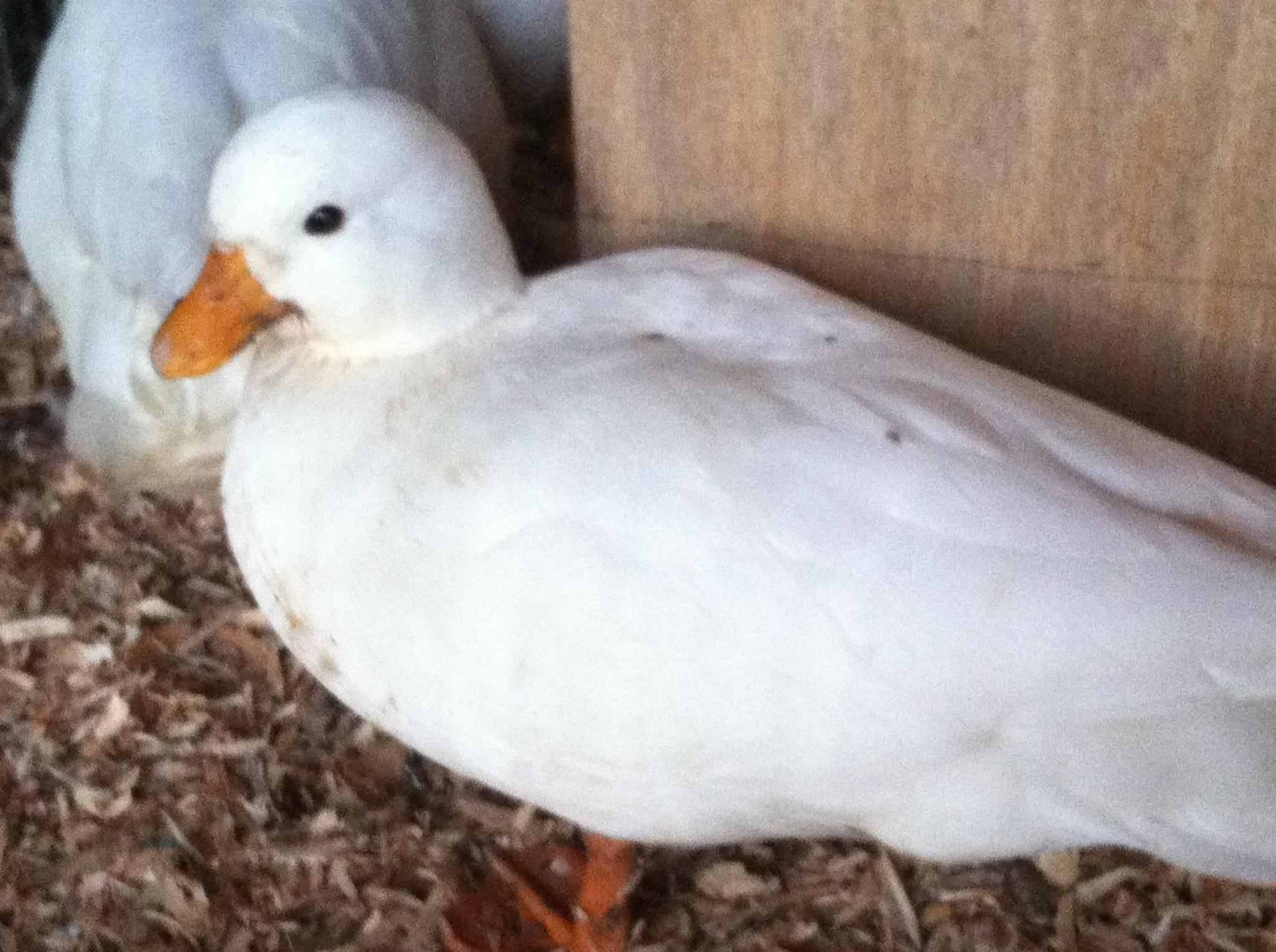 White Call Hen