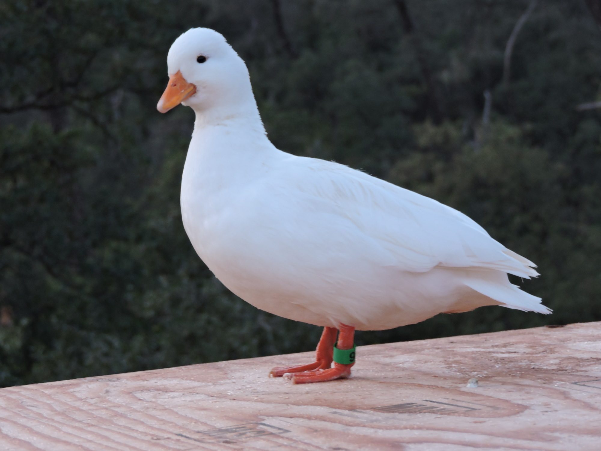 White Call Hen