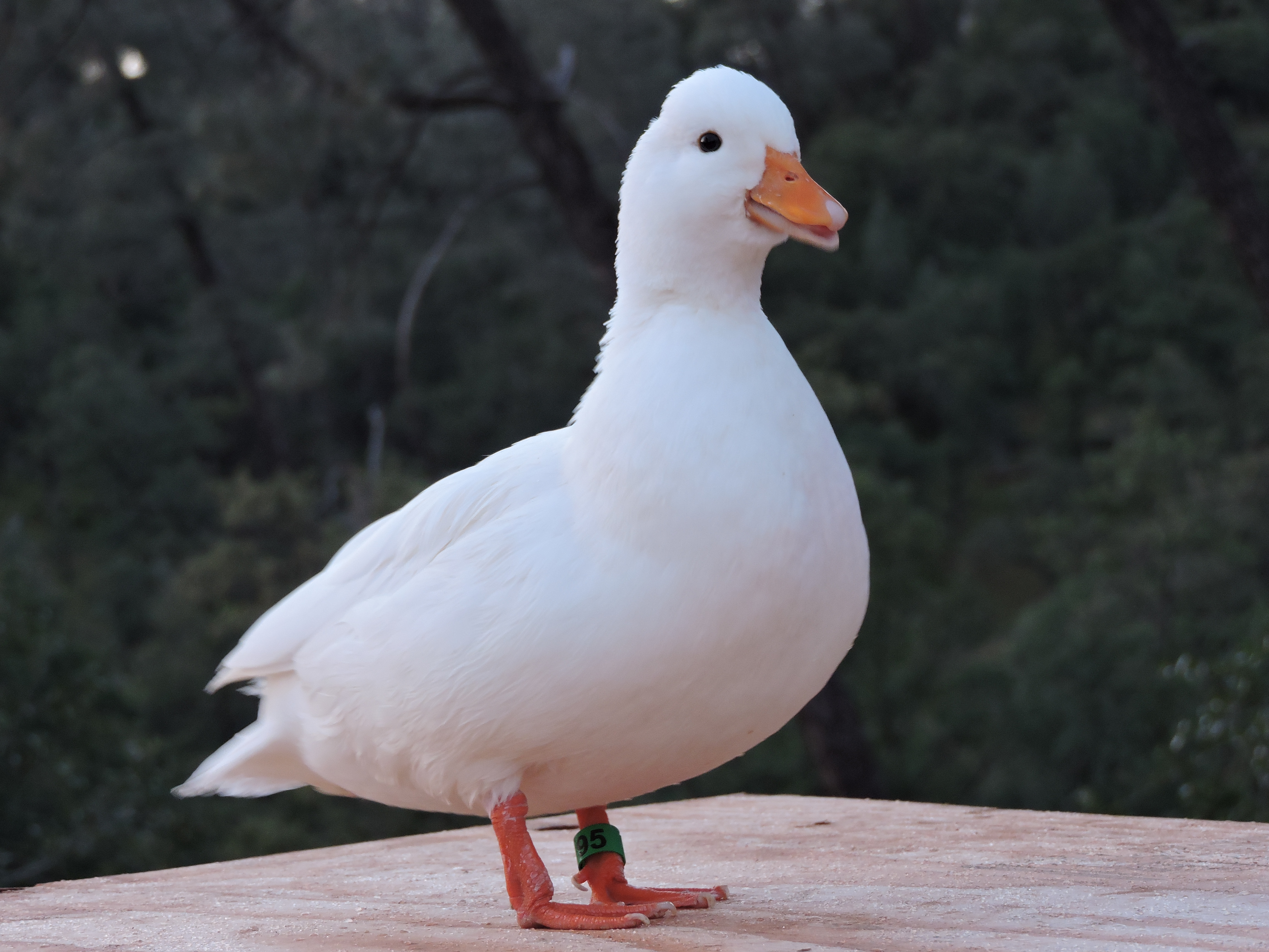 White Call Hen
