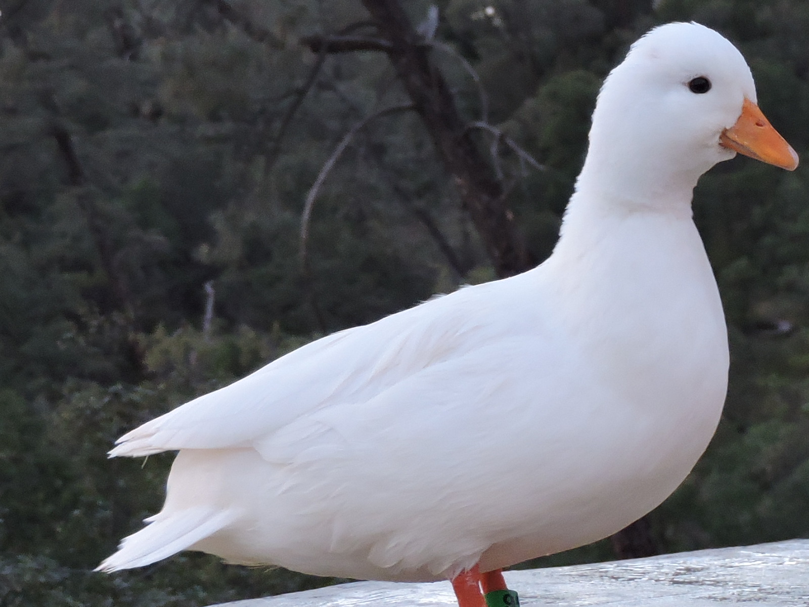 White Call hen