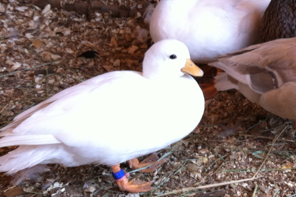 White Call Pullet